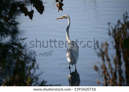A Great Egret stands ready to strike.