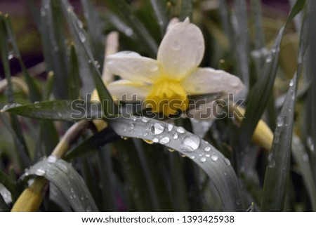 Picture of a background with flowers of narcissus and raindrops on the leaves