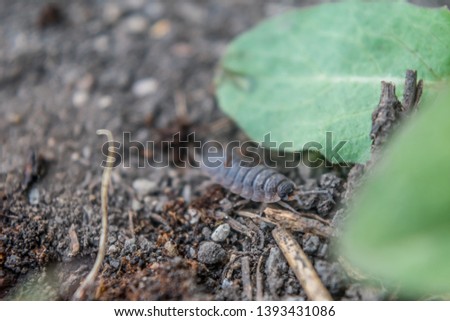 A macro shot of a creepy crawly bug in the dirt.