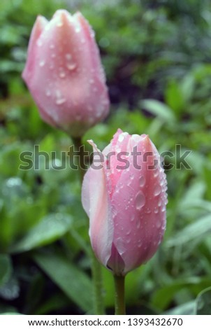 Photo background with raindrops on the buds of purple tulips