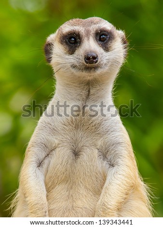 meerkat in with blur background. Open safari in Thailand