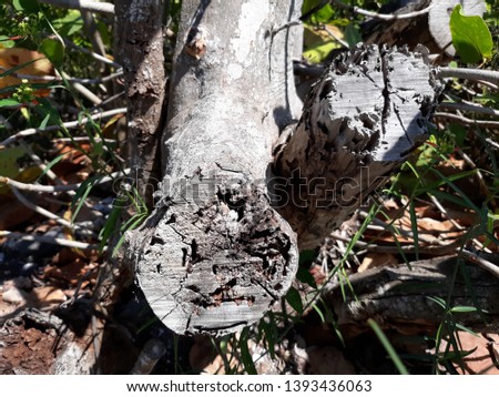infested wood with  insect