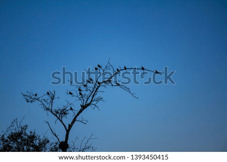 Branches of a dry tree with some birds on its branches. Free space to write.