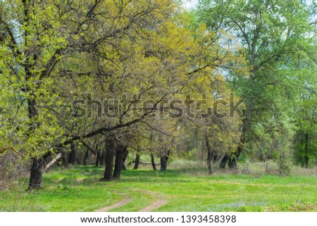 Beautiful landscape in deciduous forest. Dense mixed forest. The road goes through a dense deciduous forest. Earth road.