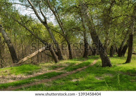 Beautiful landscape in deciduous forest. Path going through the forest. Fallen aspen tree. Forest screensaver on photo Wallpapers.