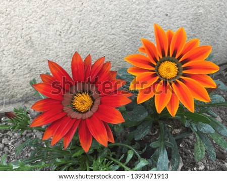 Red and orange gazania rigens flowers blooming in sunny day - African daisy