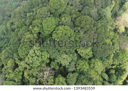 Forest from above. Aerial photo of rainforest jungle forest canopy