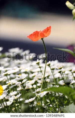 orange poppy flower backlight picture