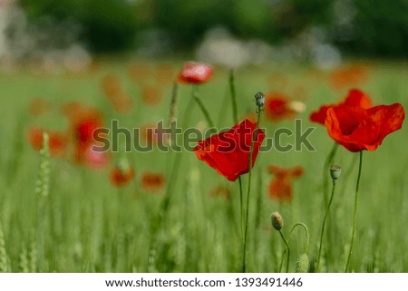 poppies in a field, beautiful photo digital picture