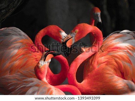 These flamingos are picture perfect 