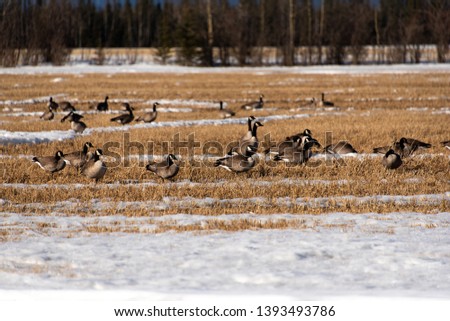 Canada Geese grazing in a field near Delta Junction, Alaska 