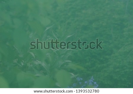 Green hazy nature and leaf background for text