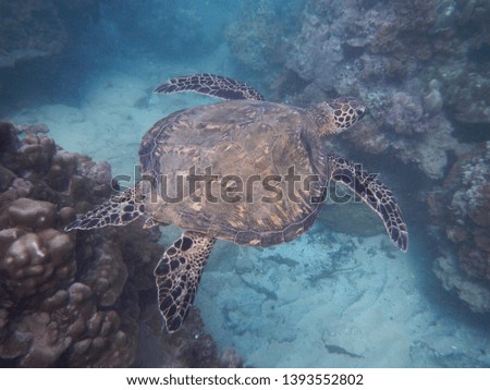 Large sea turtle swimming in the ocean water