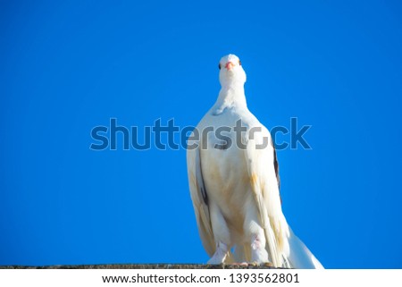 white dove, beautiful soft and friendly