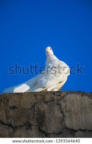 white dove, beautiful soft and friendly