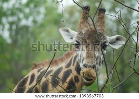 giraffe eating branch foliage wildlife