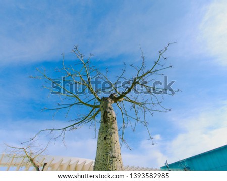Photo of an Adansonia tree known as baobab against blue sky. This baobab was photographed in a town in the south of Spain, Malaga.