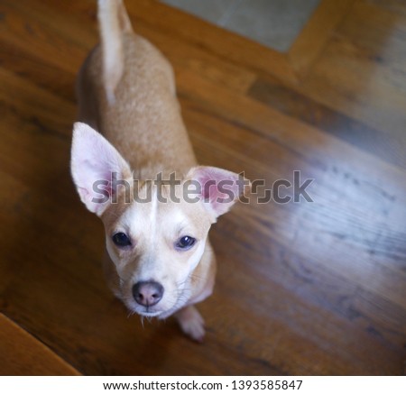 Small cute chihuahua dog looking up at owner