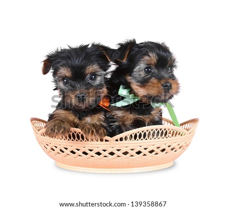 Dog terrier yorkshire in  basket  isolated over white