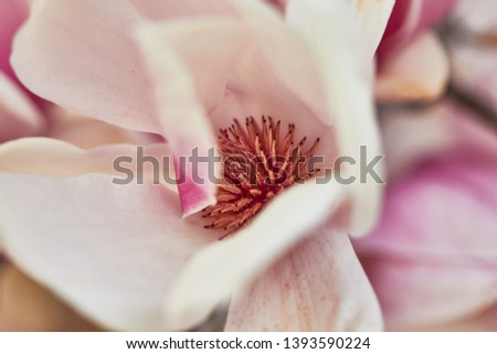 Flower of magnolia tulip tree. White and pink colors's harmony. Closer macro photos about the flowers. 