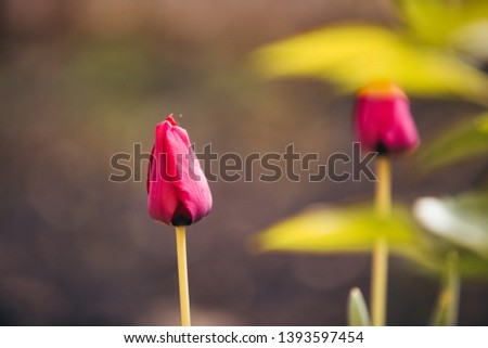 Red tulip flowers wedding background