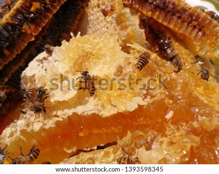 Working wild honey bee on honeycomb. Picture is of focus