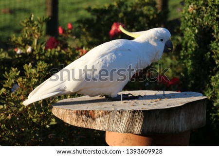 cockatoo wandering around the garden 