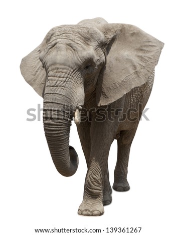 African elephant approaching  isolated on white background