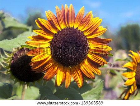 bright sunflower against a blue sky