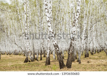 Birch trees forest grass early spring landscape forest area.