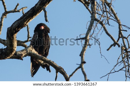 The beautiful Bateleur Eagle watches from above.