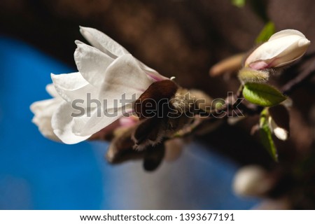 Magnolia White Flower is a plant genus belonging to the Magnoliaceae family. It is named after French botanist Pierre Magnol.