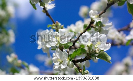 Apple Flower at Spring dry day