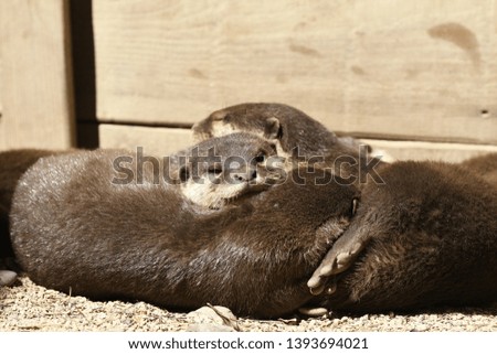 otters sleeping in a zoo in Italy