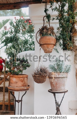 Herbs and plants in terra cotta pots Royalty-Free Stock Photo #1393696565