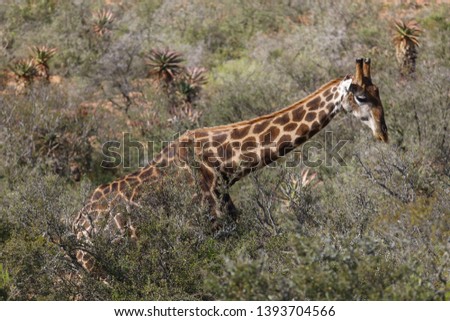 single Giraffe during game safari
