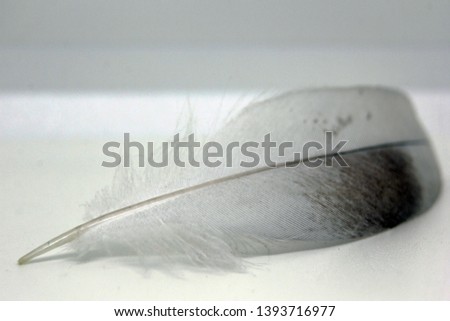 White feather isolated white background, soft, gentle light.