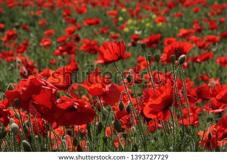 field of vivid red poppies