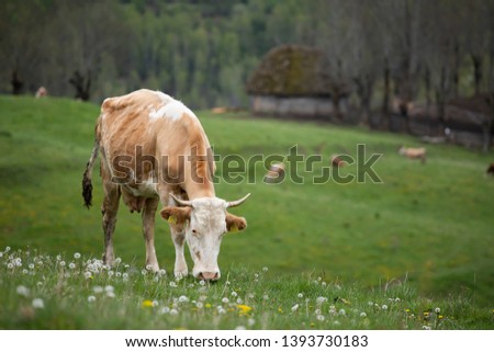 Cows grazing in a green meadow in spring.