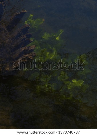 Abstract background with dark water, seaweed and reflections.
