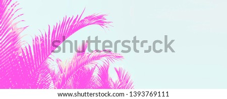 Beautiful colored palm leaves on white background