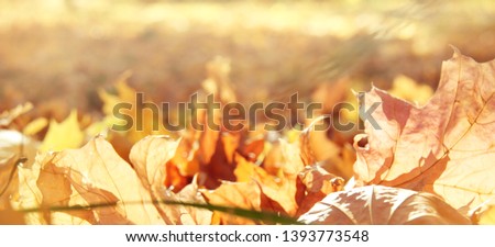 Golden autumn colorful maple leaves during leaf fall lying on the ground in the warm sunshine in park or forest. Nature panoramic background. Free copy space for template. Web banner