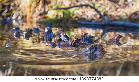 a large crowd of frogs swimming in the pond                              