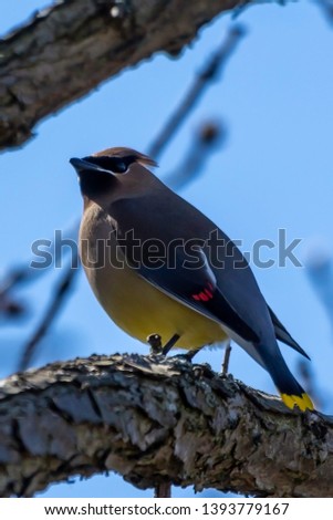 The pretty cedar wax wing was with a group eating berries from a bush near by.
