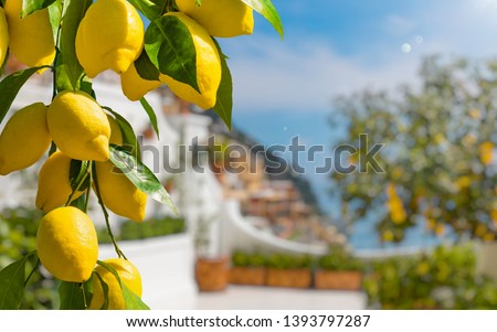 Lemon garden in Italian Amalfi coast ready for harvest. Bunches of fresh yellow ripe lemons with green leaves. Royalty-Free Stock Photo #1393797287