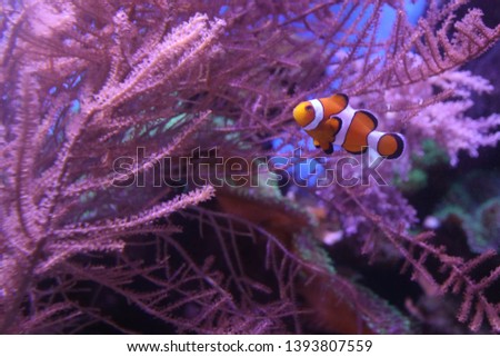 exotic fish and corals in the aquarium