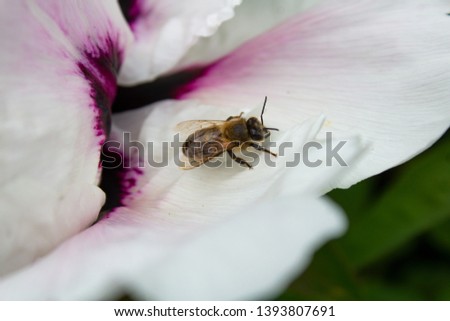 Bee collecting pollen on a peony bud on a sunny day