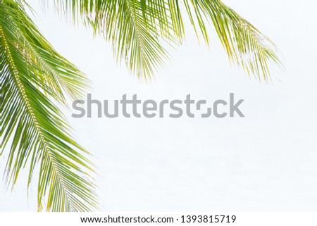Green leaves of coconut palm tree