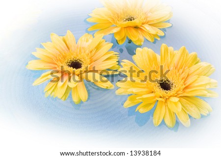 yellow gerbera Daisies floating on the water.