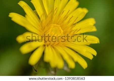 Yellow dandelion close up that blooms in spring and into summer in Sweden.